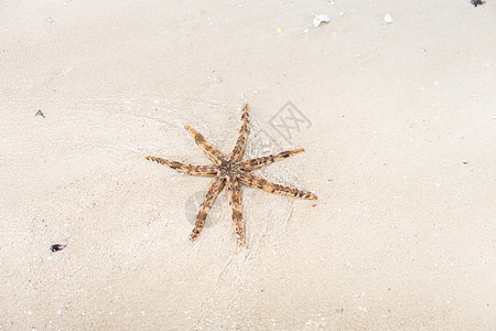 Seastar 在沙滩上的海星贝壳晴天倾斜珊瑚海滩异国假期生物学热带支撑图片