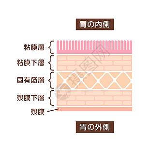 胃壁(stomach衬内)剖面图示图片