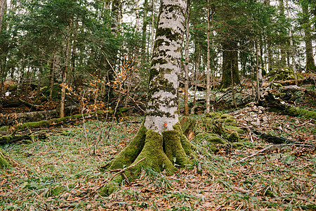 黑山公园的一个斜坡上覆盖着苔胱的伯奇树图片