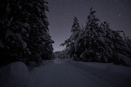自然林天然林天气松树星星气候星群场景风景微光天文学魔法图片