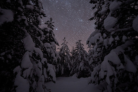 自然林天然林天气旅行松树风景蓝色天空星群银河系月光星光图片