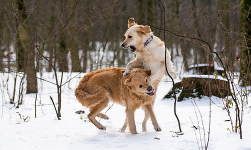 两只金色猎犬在户外金子朋友白色宠物犬类牙齿跳跃公园动物哺乳动物图片