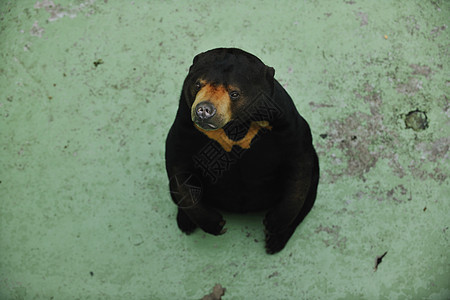 熊食肉生物俘虏捕食者野生动物猎人荒野危险哺乳动物老虎图片