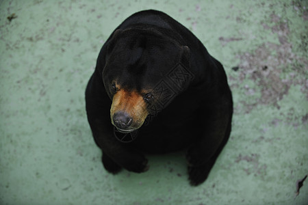 熊荒野捕食者哺乳动物棕色生物野生动物青蛙俘虏动物长笛图片