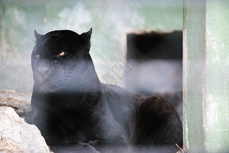 大猫食肉老虎荒野野猫动物动物园丛林黑色猫科动物头发图片