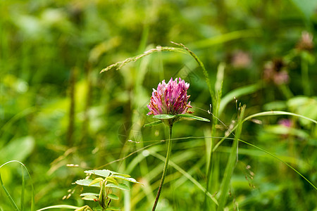 青草中一朵花 新鲜的粉红色花朵 紧贴着绿草的背景 (掌声)图片