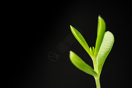 黑底植物的青绿小苗芽园艺树苗绿色发芽花园生长自然背景叶子黑色图片