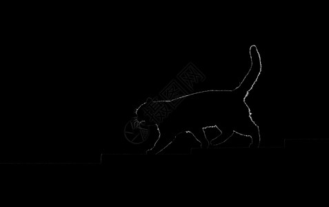 一只猫在黑暗中走上台阶的脚影图片