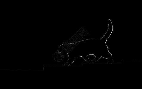 一只猫在黑暗中走上台阶的脚影图片