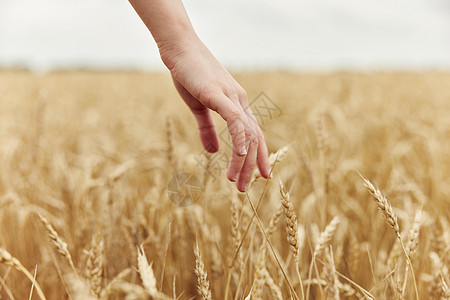 农民工业种植作物收割 可触摸金麦田小麦田图片