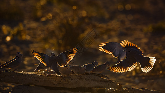 南非Kgalagadi跨界公园环颈多夫观鸟荒野动物日出日落团体背光保护区航班水坑图片
