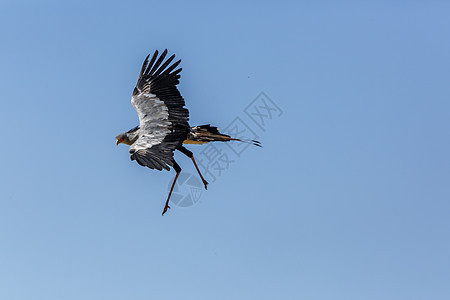 南非Kgalagaddi跨界公园的秘书鸟航班物种背景动物驱动生物圈沙漠旅游濒危目的地背景图片