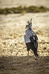 南非Kgalagaddi跨界公园的秘书鸟动物气候目的地保护区驱动自然保护区旅游野性游戏野生动物图片