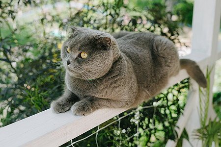 灰尘猫坐在阳台的栅栏上图片