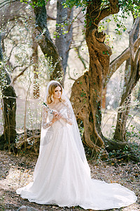 穿着白礼服和橄榄树枝的新娘站在树下图片