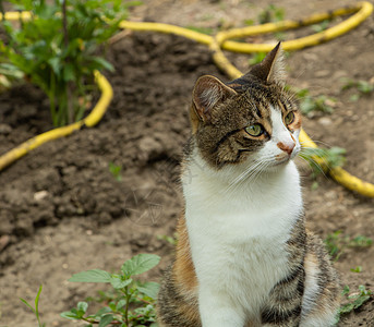 花园里美丽的猫 有三色图片