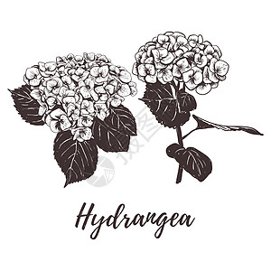 Hydrangea 花朵矢量说明图片