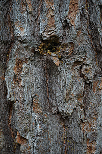 松树皮 一棵老树的松属 pinea 树皮 树皮纹理特写老化剥皮树干裂缝背景皮肤木头棕色针叶材料背景图片