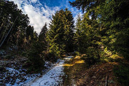 巴库里亚尼格罗吉亚滑雪胜地冬季景观木头地标晴天荒野松树旅行小路森林图片