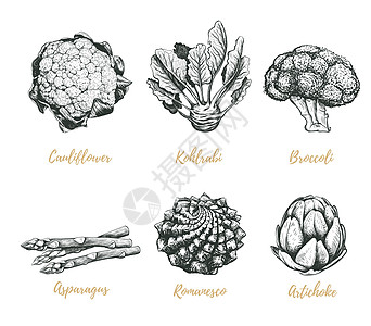 收集蔬菜的矢量说明图片