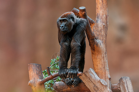 年轻的大猩猩站在一棵树上凝视着图片