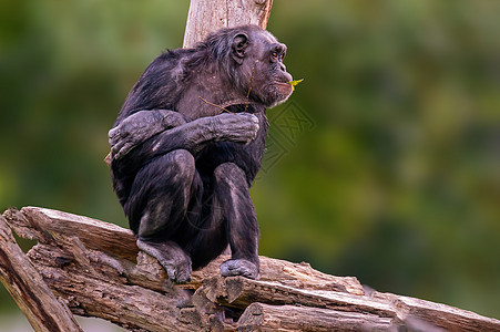 坐在西非洲黑猩猩的休息眼睛动物群毛皮生物丛林动物主题头发动物园哺乳动物图片
