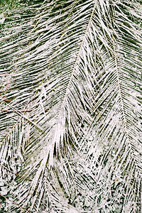 雪下棕榈叶 缝合图片