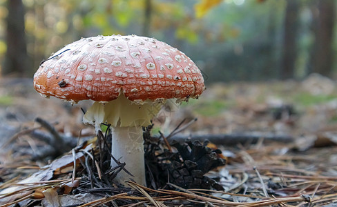 草丛中的红色木耳或伞菌 毒蝇伞 有毒有毒的蘑菇蝇蕈醇 这张照片是以天然森林为背景拍摄的 森林蘑菇菌类树木生长地面危险林地植物白点图片
