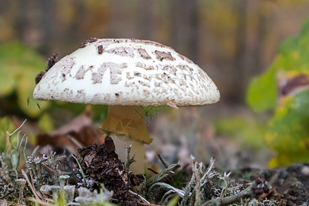 伞菌蘑菇白色鹅膏菌 秋天森林背景下针叶中的有毒 有毒和致幻蘑菇 选择性的焦点 模糊的背景食物野生动物危险地面植物学植物林地苔藓荒图片
