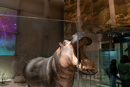 斯密森尼亚的希波复制山历史牙齿坐骑博物馆河马图片