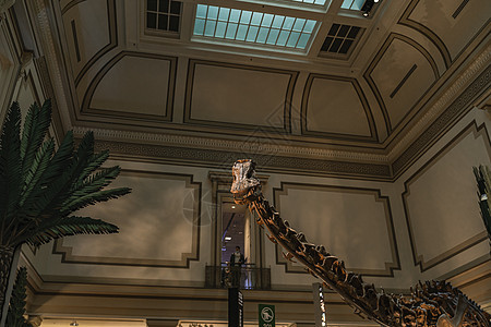 斯密森尼安的长颈恐龙化石展历史恐龙博物馆长颈脖子背景图片