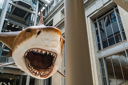 斯密森尼亚的巨型鲨鱼复制山复制品巨鲨历史博物馆图片