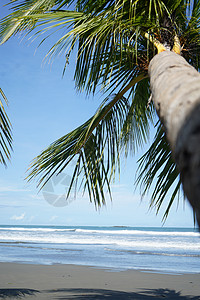 哥斯达黎加曼努埃尔安东尼奥国家公园棕榈树树木棕榈图片