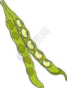 豆荚和豆子 白色背景上的手绘草图 您设计的的豆类和豆荚插图娱乐蔬菜美食电脑种子立体声叶子粮食食物技术图片