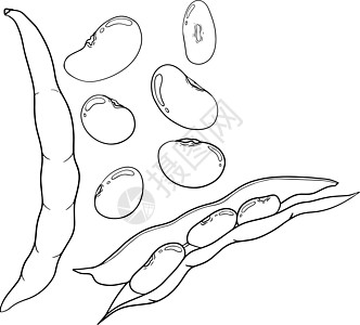 豆荚和豆子 白色背景上的手绘草图 您设计的的豆类和豆荚插图电脑种子叶子农业技术美食宏观食物咖啡店饮料图片