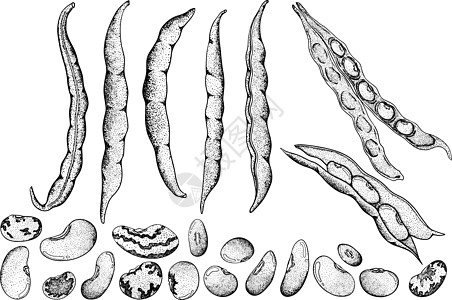 豆荚和豆子 白色背景上的手绘草图 您设计的的豆类和豆荚插图电脑农业粮食技术团体饮料营养立体声叶子水果图片