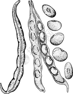 豆荚和豆子 白色背景上的手绘草图 您设计的的豆类和豆荚插图宏观饮食蔬菜技术食物电脑饮料营养立体声图片