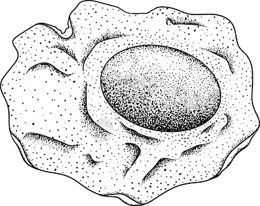 手绘矢量鸡蛋 炒蛋 煎蛋卷 农场鸡蛋 绘图成分 质朴的矢量图餐厅厨房艺术装饰产品插图菜单涂鸦标签饮食图片