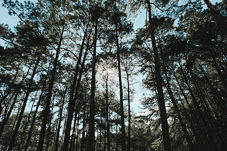 亚洲松林的美丽夏日景色 阳光透过松枝照耀下来 阳光穿过森林景观中的树林叶子远足农村季节太阳野营林地生态松树公园图片