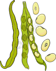 豆荚和豆子 白色背景上的手绘草图 您设计的的豆类和豆荚插图饮食美食营养电脑农业叶子水果娱乐团体蔬菜图片