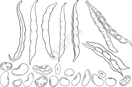 豆荚和豆子 白色背景上的手绘草图 您设计的的豆类和豆荚插图营养粮食水果咖啡店叶子电脑咖啡饮料蔬菜团体图片