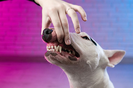 一只人类的手张开一只狗的嘴 显示白公牛粪坑的鼻孔和牙齿工作室猎犬紫色朋友肌肉男人宠物小狗节目忠诚图片