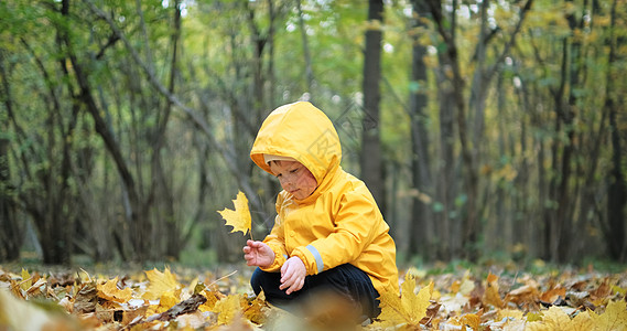 小可爱的小女孩在秋森林里 收集加拿大的橄榄树叶森林公园闲暇乐趣婴儿小树林喜悦家庭季节金色图片