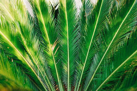 绿棕榈树灌木 近距离接近图片