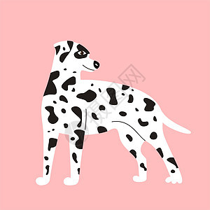 在粉红背景上被孤立的达尔马提亚狗宠物打印墙纸小狗插图卡通片斑点白色动物明信片图片