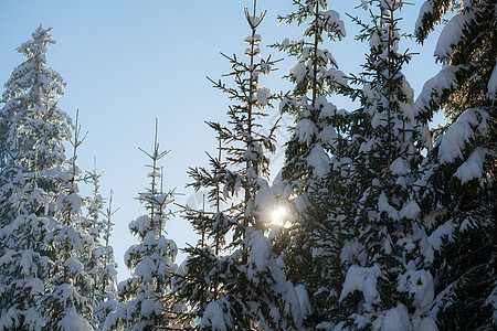 新雪覆盖的松树林本底面积季节环境蓝色旅行降雪公园日落木头风景阳光图片