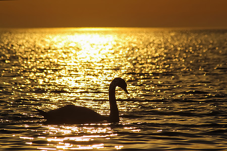一只天鹅在金色的海水中漂浮 在日落前图片