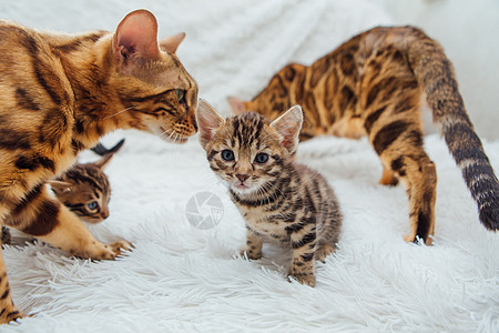 白愤怒的毯子上的小小猫和孟加拉猫短发母亲哺乳期毛皮哺乳动物休息小猫胸部金子胡须图片