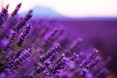紧紧的紫紫色花朵布希斯疗法花园日落香味薰衣草蓝色农村场地芳香太阳图片