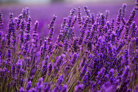 紧紧的紫紫色花朵布希斯场地日落蓝色芳香花园薰衣草太阳香气农村园艺图片